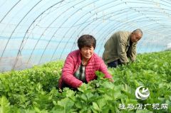 驻马店驿城区：多产稳增收 拓展致富路