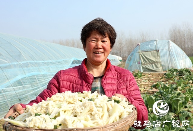 驻马店驿城区：多产稳增收 拓展致富路