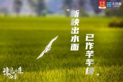 豫见小康四季·春种一粒粟
