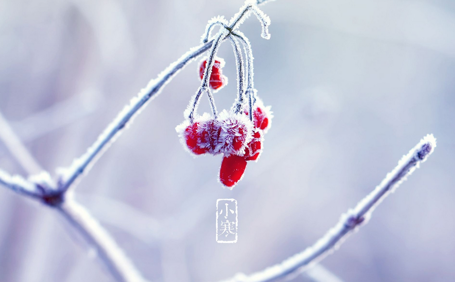 今日小寒｜要做踏雪鸿 要做雪中松