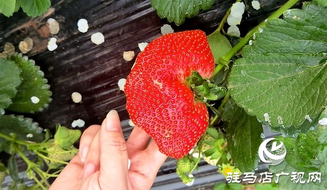 冬季草莓采摘季 享受“莓”好时光