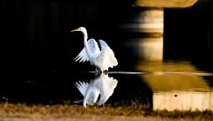 河南正阳：迁徙候鸟翔集清水湾公园