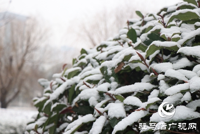 驻马店飘雪了