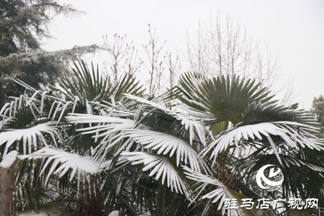 驻马店飘雪了