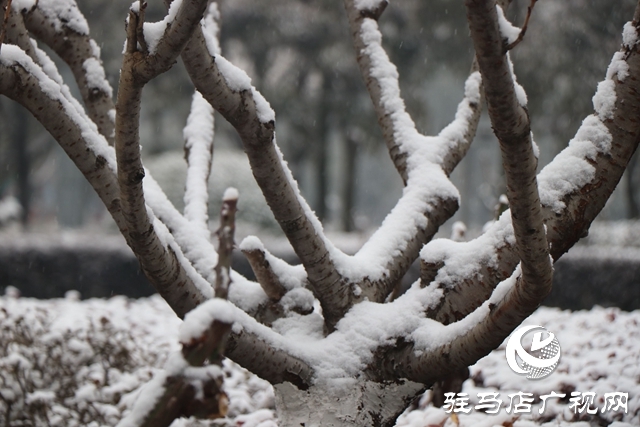 驻马店飘雪了