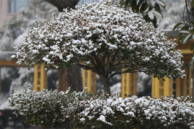 驻马店：大寒刚过 瑞雪降临
