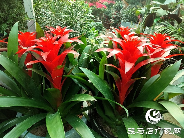 百花迎新春 虎年要来到