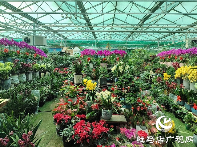百花迎新春 虎年要来到