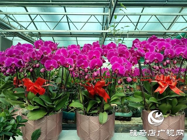 百花迎新春 虎年要来到