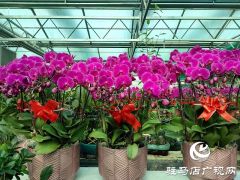 百花迎新春 虎年要来到