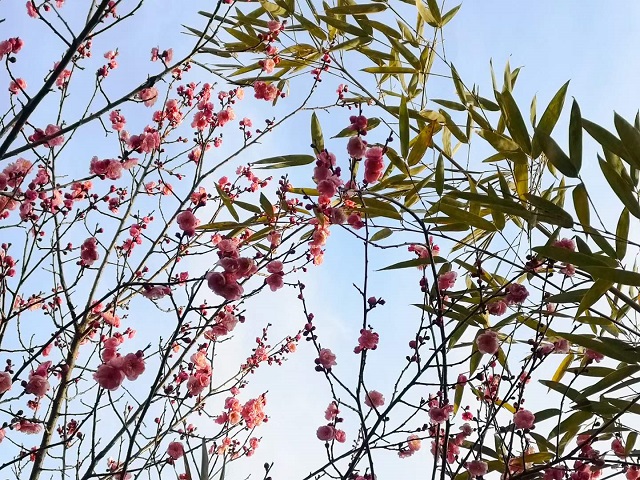 河南正阳：立春时节 梅花盛开
