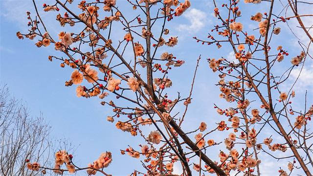 驻马店：春日迟迟 卉木萋萋