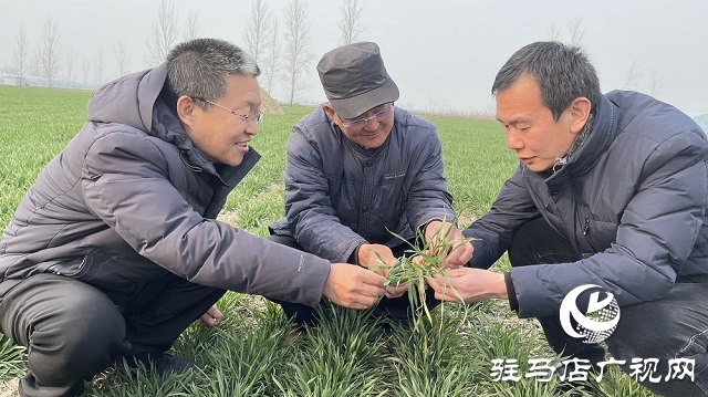 驻马店市农业农村局：加强春季麦田管理 助力夏粮丰收