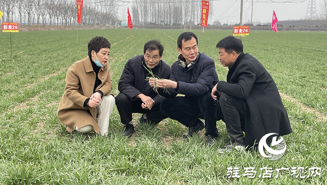 驻马店市农业农村局：加强春季麦田管理 助力夏粮丰收