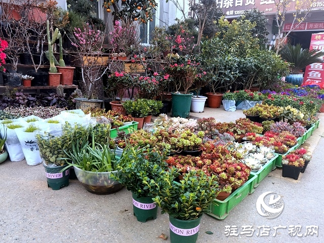 驻马店:花卉市场人气旺 市民把春天带回家