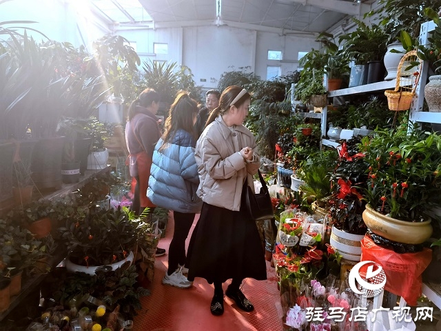驻马店:花卉市场人气旺 市民把春天带回家