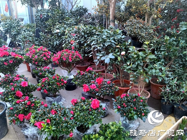 驻马店:花卉市场人气旺 市民把春天带回家