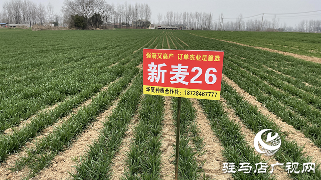 驿城区闫楼村种植新麦26 “订单农业”助农增收