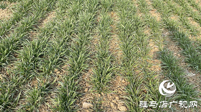 驿城区闫楼村种植新麦26 “订单农业”助农增收