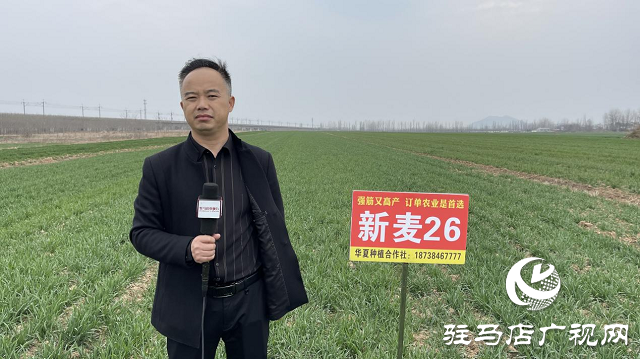 驿城区闫楼村种植新麦26 “订单农业”助农增收