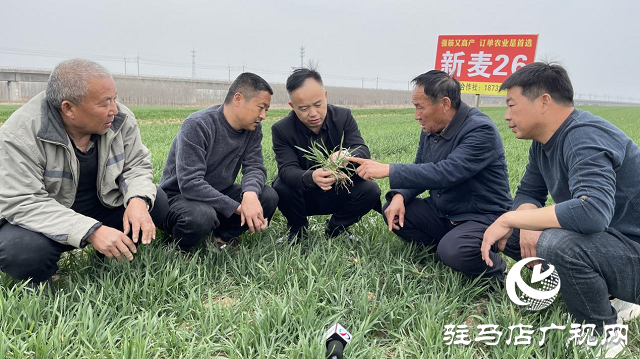 驿城区闫楼村种植新麦26 “订单农业”助农增收