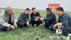 驿城区闫楼村种植新麦26 “订单农业”助农增收