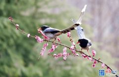 梅花吐芬芳蓝鹊来登枝