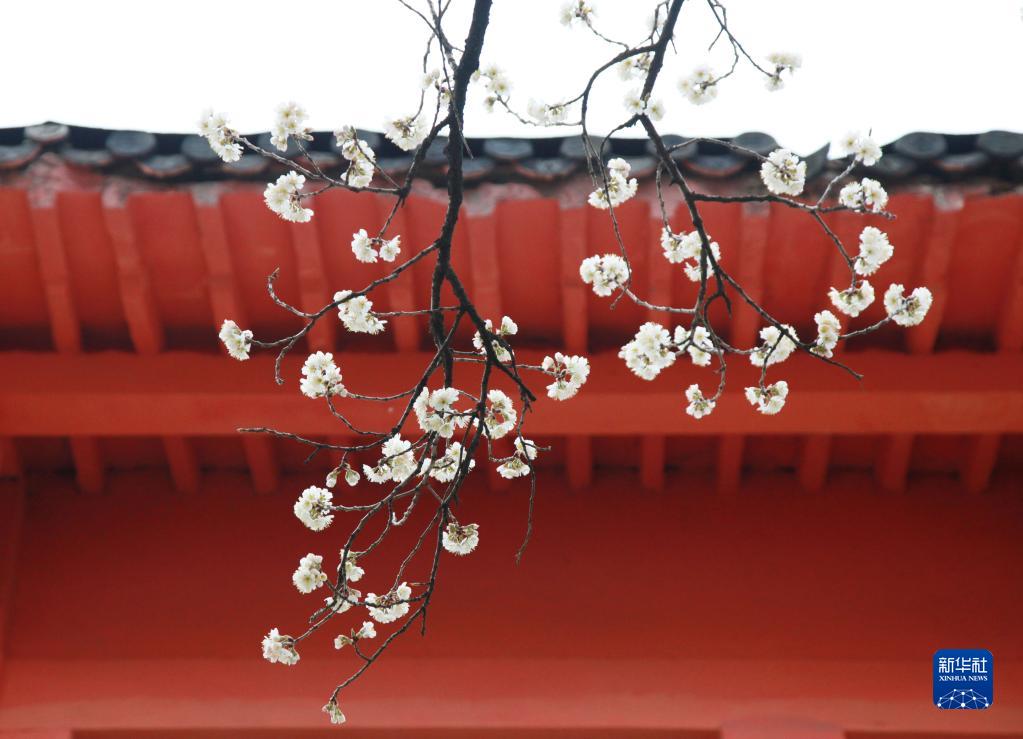 春天来了