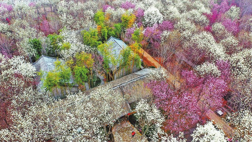 花海泛波春意浓