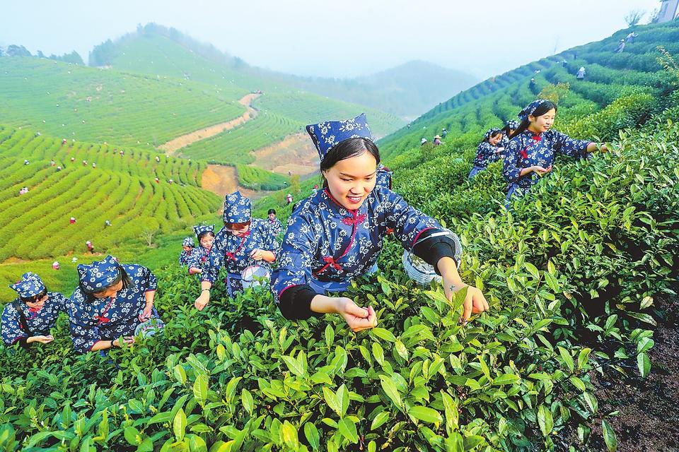 春光好 采茶忙