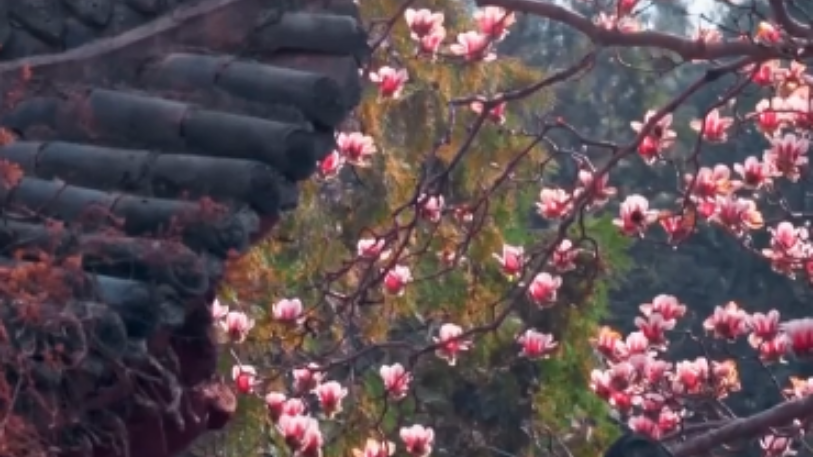 太美了！秦岭2株百年古玉兰迎春绽放