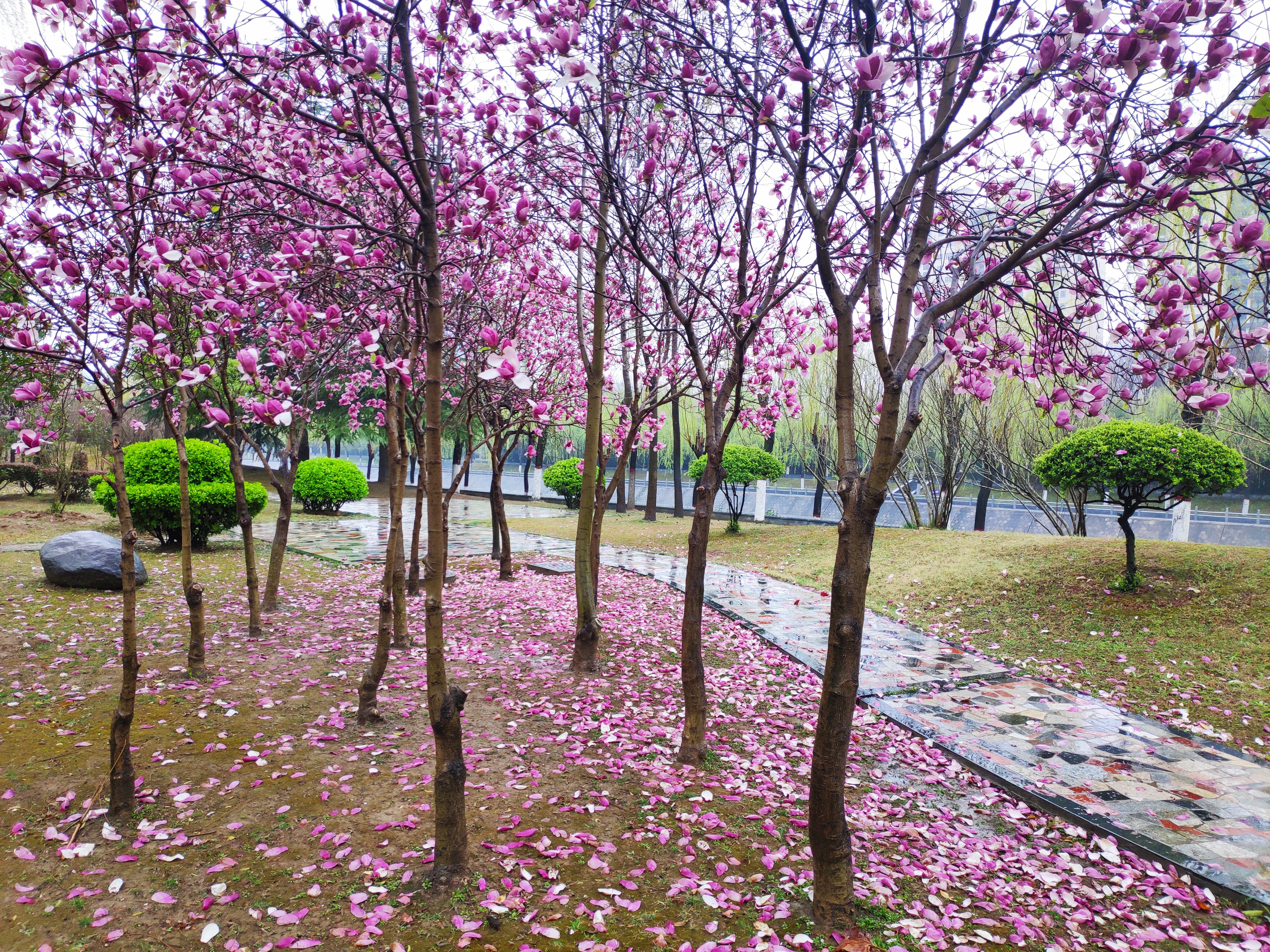 驻马店：风雨无心阵阵摧 落花缱绻款款来