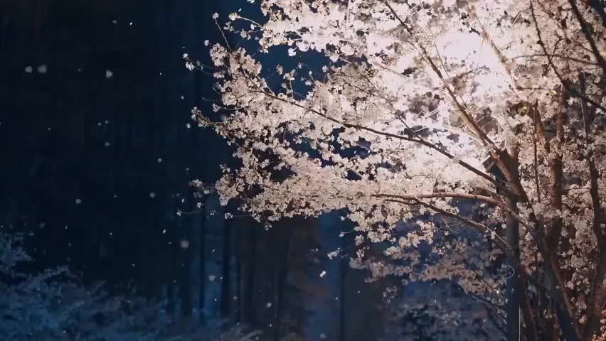 风起花如雪！南京吹落满城樱花雨