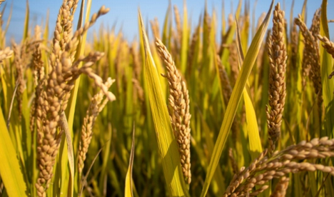 我国粮食市场供应充足 国际农产品价格波动对我国影响有限