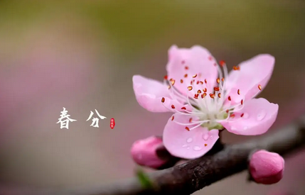 “祭日”“吃春菜”……“春分”习俗知多少？