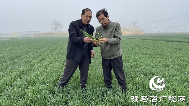 当日预订三万亩地！六丰农业百农607观摩订货会火爆收官