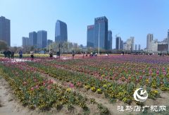 驻马店开源公园郁金香绽放 吸引市民来“赶春”