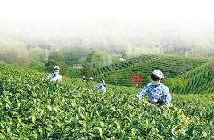 信阳毛尖正式进入开采季
