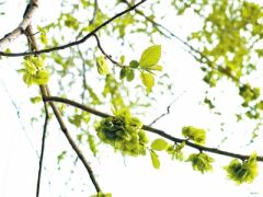 滑美初尝倍鲜好 今年的榆钱您吃过了吗？古人又是如何看待榆钱的？