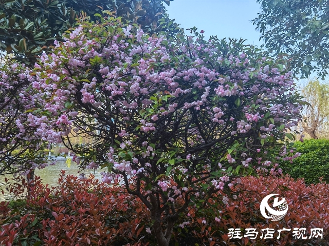 海棠花开季 正是赏花时