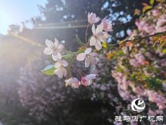 驻马店：海棠花开季 正是赏花时