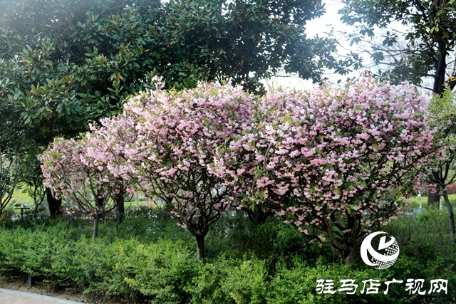 海棠花开季 正是赏花时