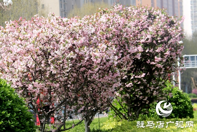 海棠花开季 正是赏花时