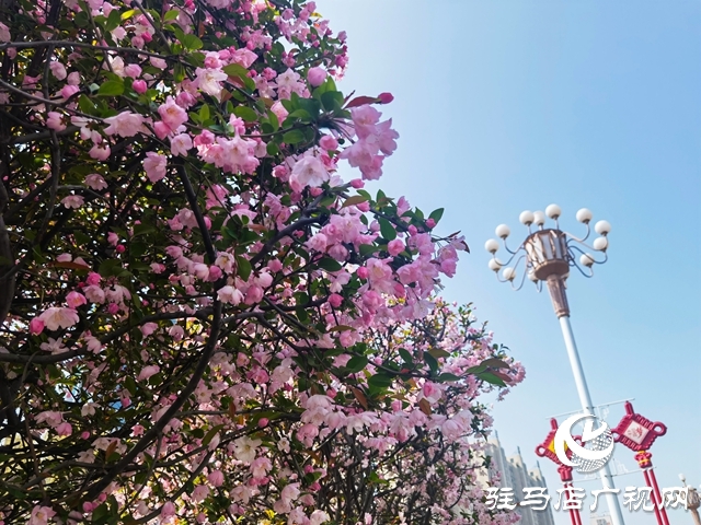海棠花开季 正是赏花时