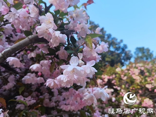 海棠花开季 正是赏花时