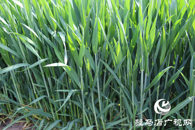 驻马店市农技植保站：加强小麦中后期管理 确保夏粮丰收