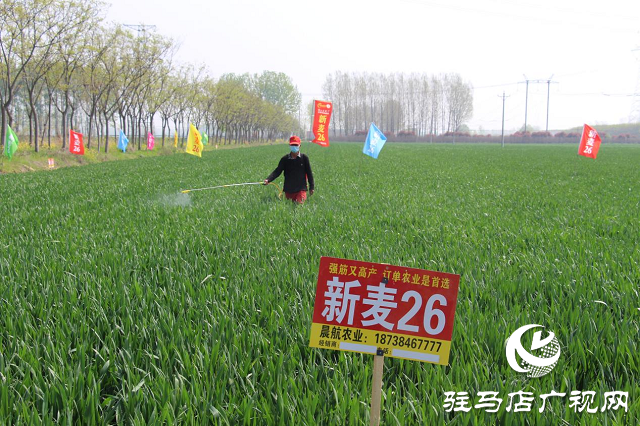 驻马店市农技植保站：加强小麦中后期管理 确保夏粮丰收