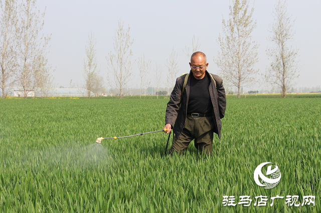 驻马店市农技植保站：加强小麦中后期管理 确保夏粮丰收