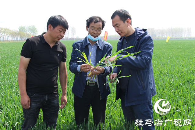 驻马店市农技植保站：加强小麦中后期管理 确保夏粮丰收