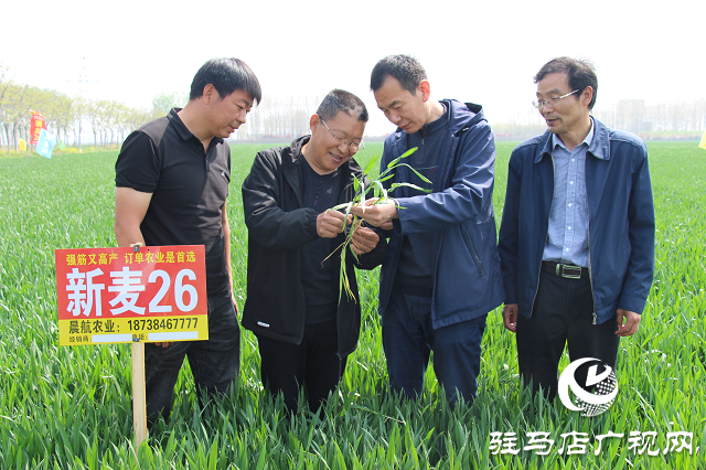 驻马店市农技植保站：加强小麦中后期管理 确保夏粮丰收